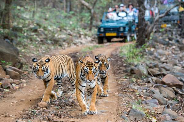 6 Nights 7 Days Delhi Mussoorie Nainital and Jim Corbett Tour
