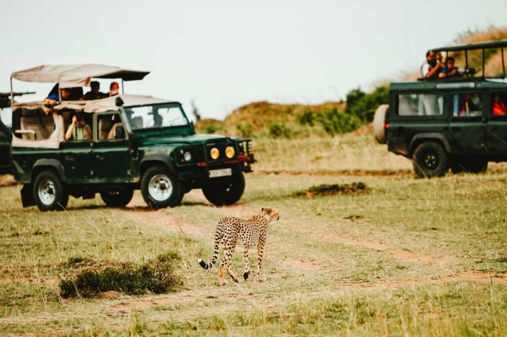 Golden Triangle Tour Package with Ranthambore with private driver