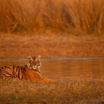 Golden Triangle Tour Package with Ranthambore with private driver