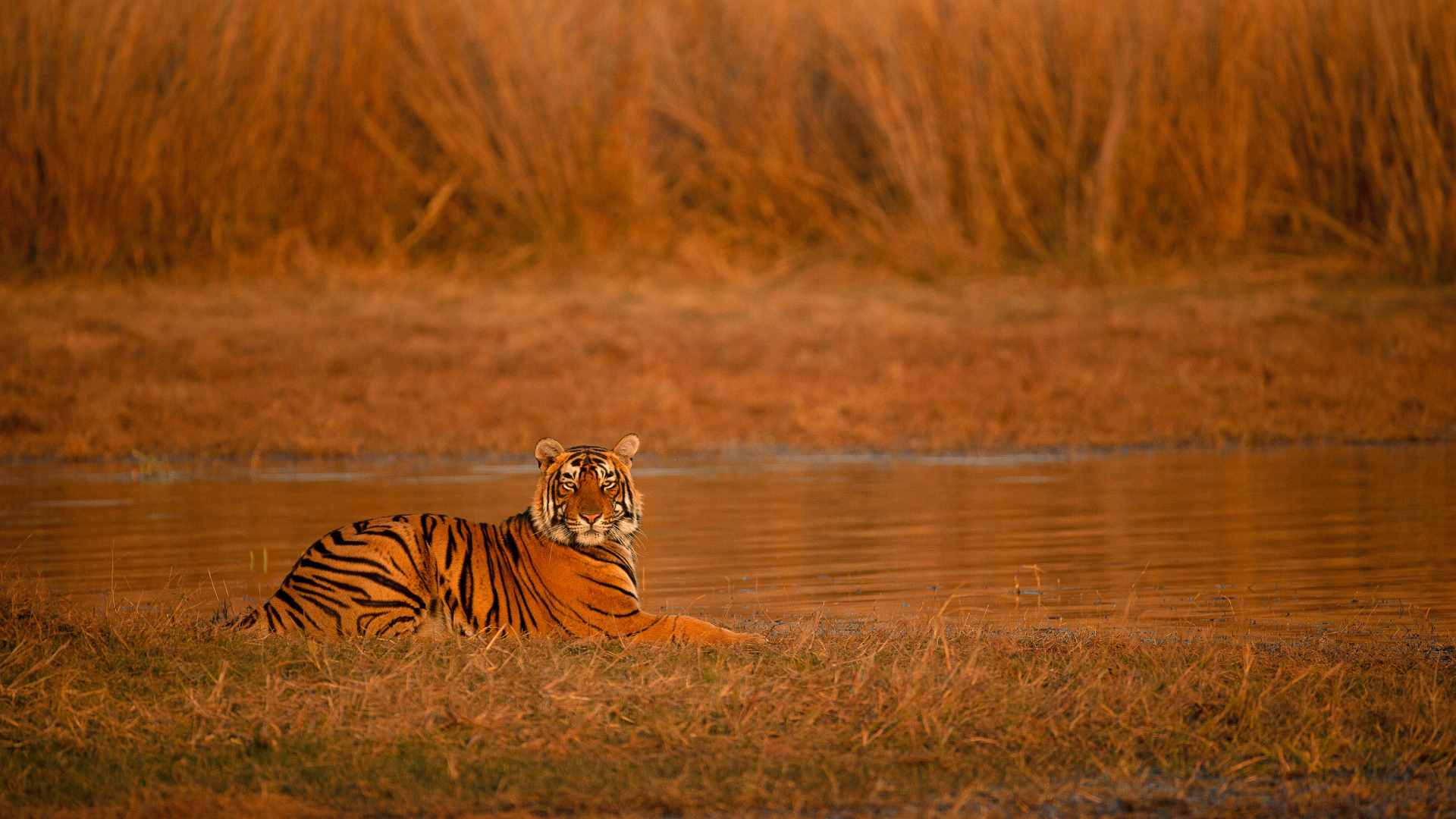 Golden Triangle Tour Package with Ranthambore with private driver